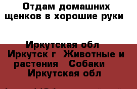 Отдам домашних щенков в хорошие руки! - Иркутская обл., Иркутск г. Животные и растения » Собаки   . Иркутская обл.